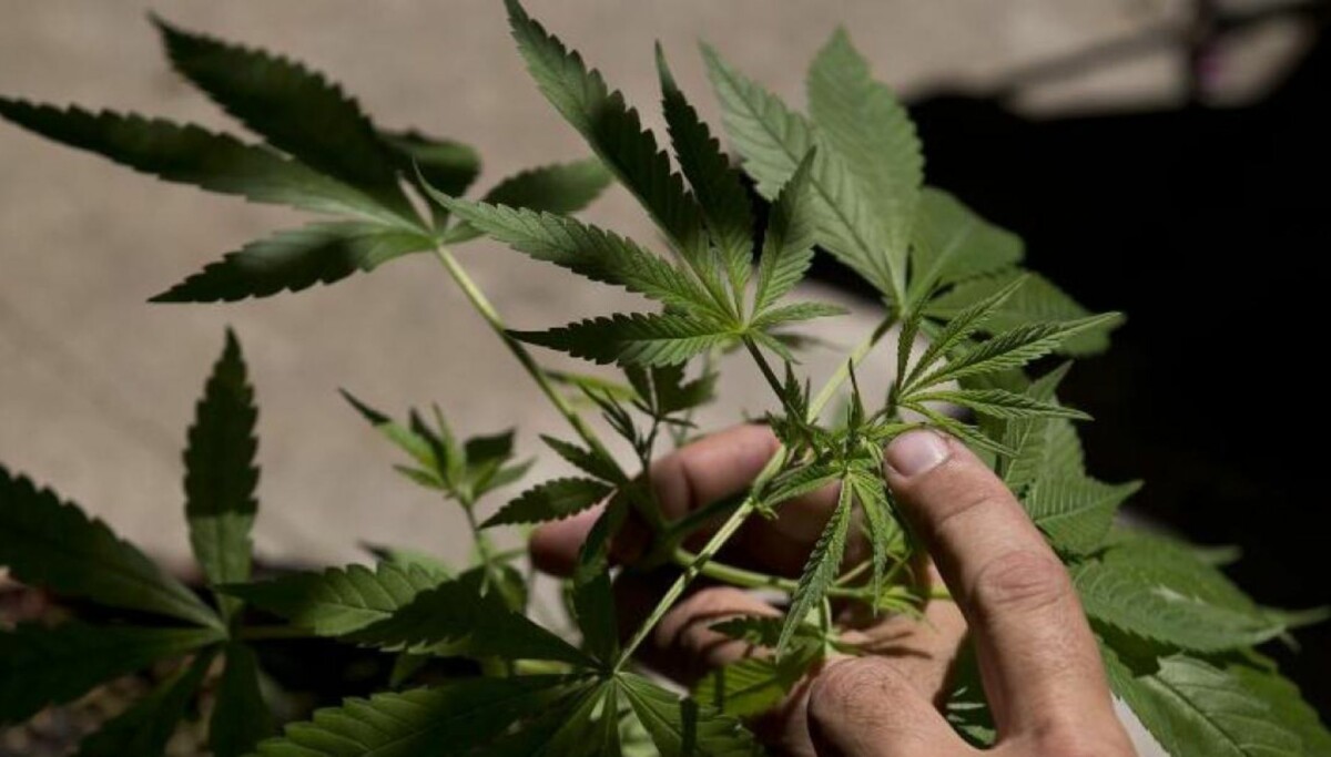 Cannabisens mørke side