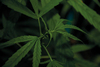 Legalisering av cannabis  – en utenkelig tanke?