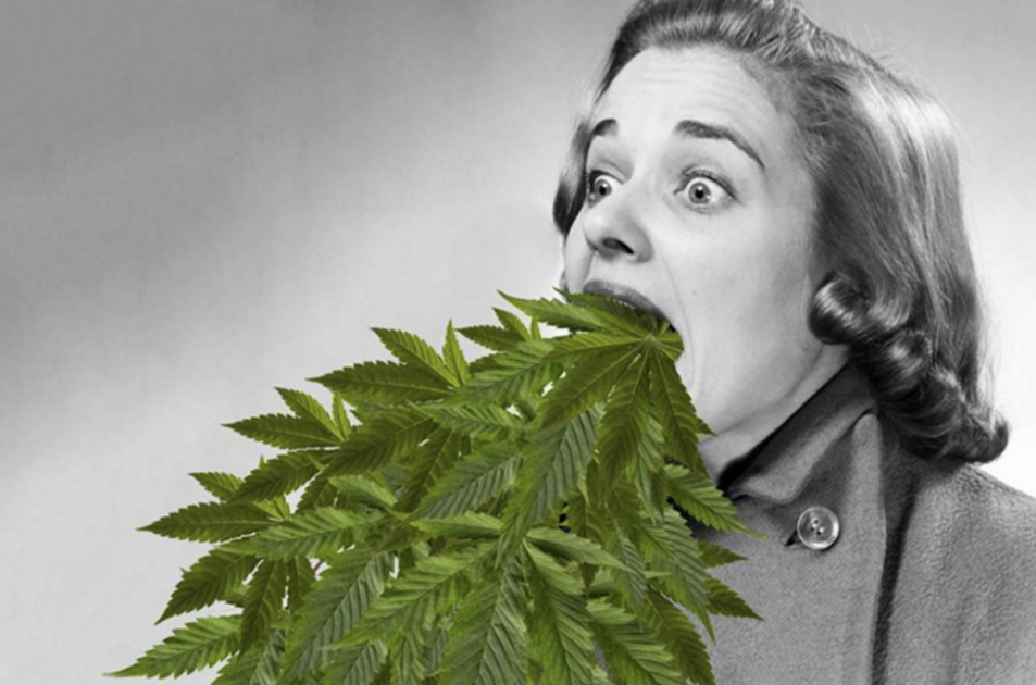 Erfaring med legalisering av cannabis i Nord-Amerika